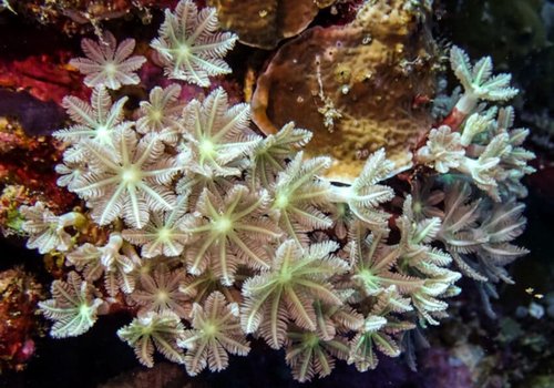 Исследователи обнаружили в кораллах мощное противораковое соединение